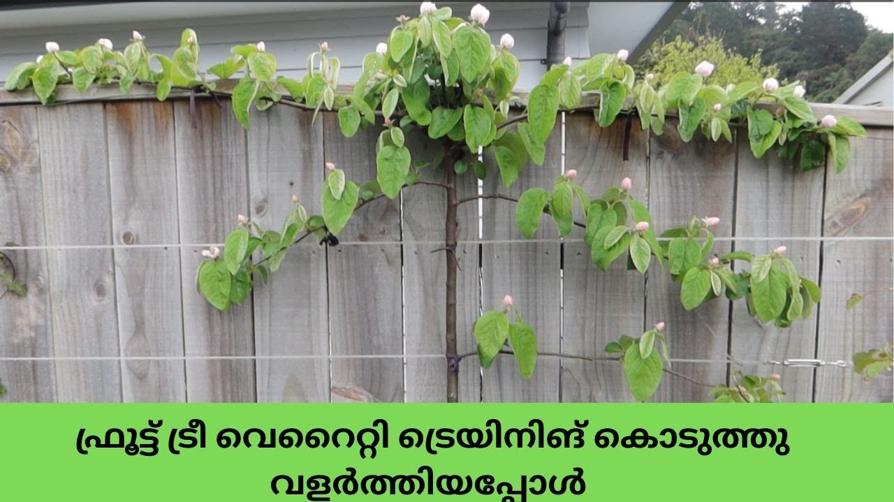 Fruit tree (Quince)espalier time lapse video - YouTube
