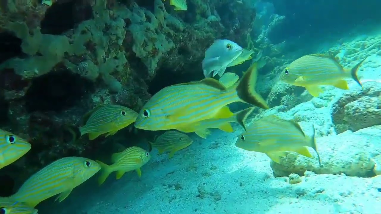 Scuba Diving Marathon, FL Keys YouTube