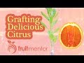 Grafting citrus