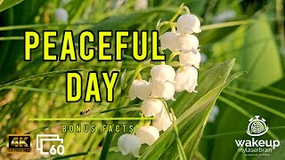 Lilies of the Valley with Cuckoo and Distant Traffic Sound | Relax | 10 Hours | Bonus Facts