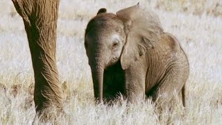 Baby Elephant's Struggle to Survive (Part 2) | Elephant Nomads of the Namib Desert | BBC Earth