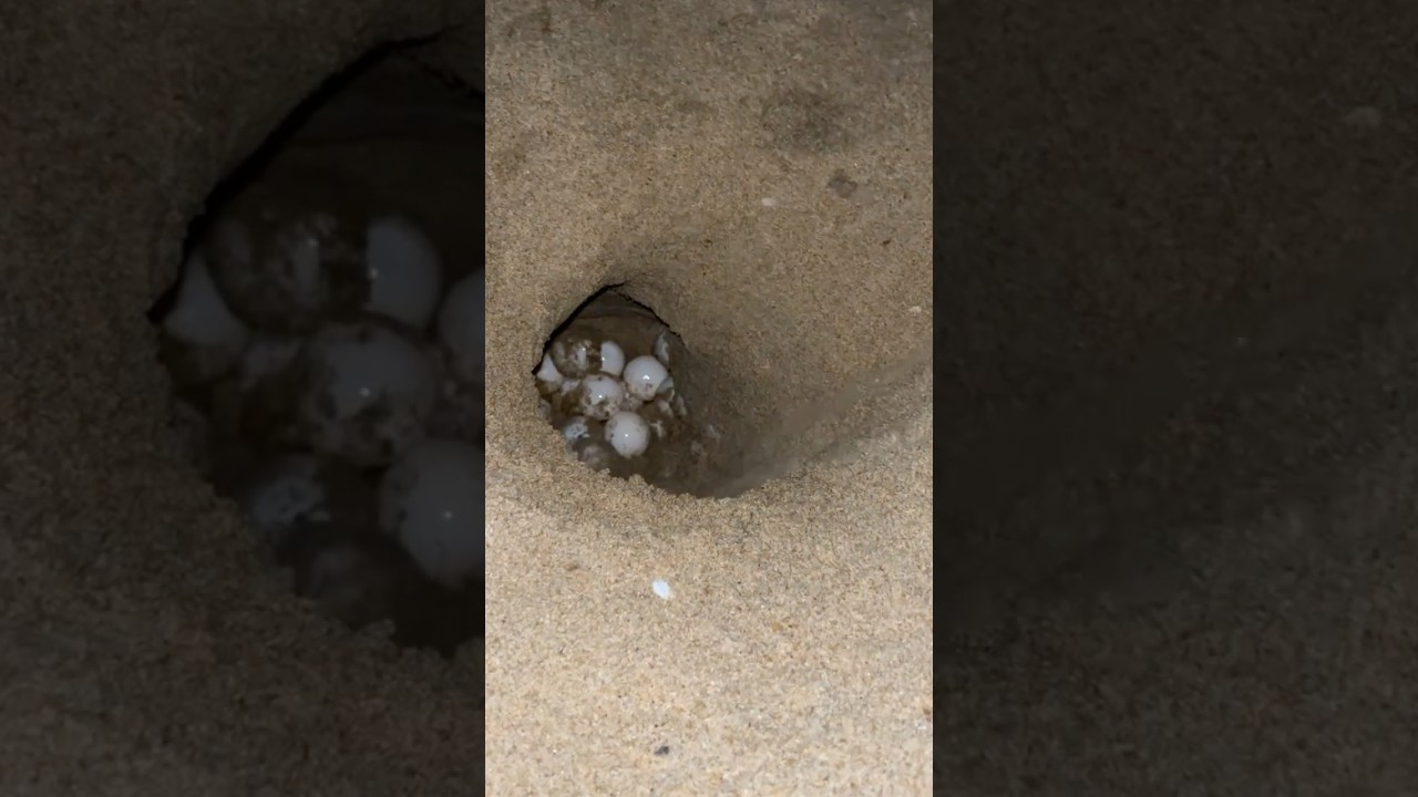 Olive Ridley turtle nesting on Thiruvanmiyur beach #beach #turtle