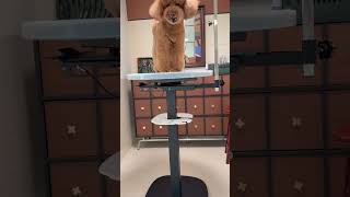 Pet Store Installation Self-Service Dog Wash Grooming Equipment in Daily Use PAT PET TECH