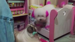 DOESN'T THIS CLIP REMIND YOU OF YOU AND YOUR SIBLING? - THE BED TIME FUN | CUTE PET COMPILATION by Pet Box 12 views 7 years ago 54 seconds