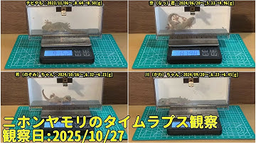 【Memorandum】 2025年10月27日 RPi-Cam-Web-Interfaceを用いたニホンヤモリのTimelapse観察