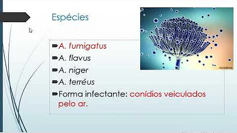 Como é transmitida a aspergilose?