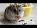 Джунгарский хомячок / Хом&#39;ячок Веселун / Хомячок Веселун / Hamster Veselun