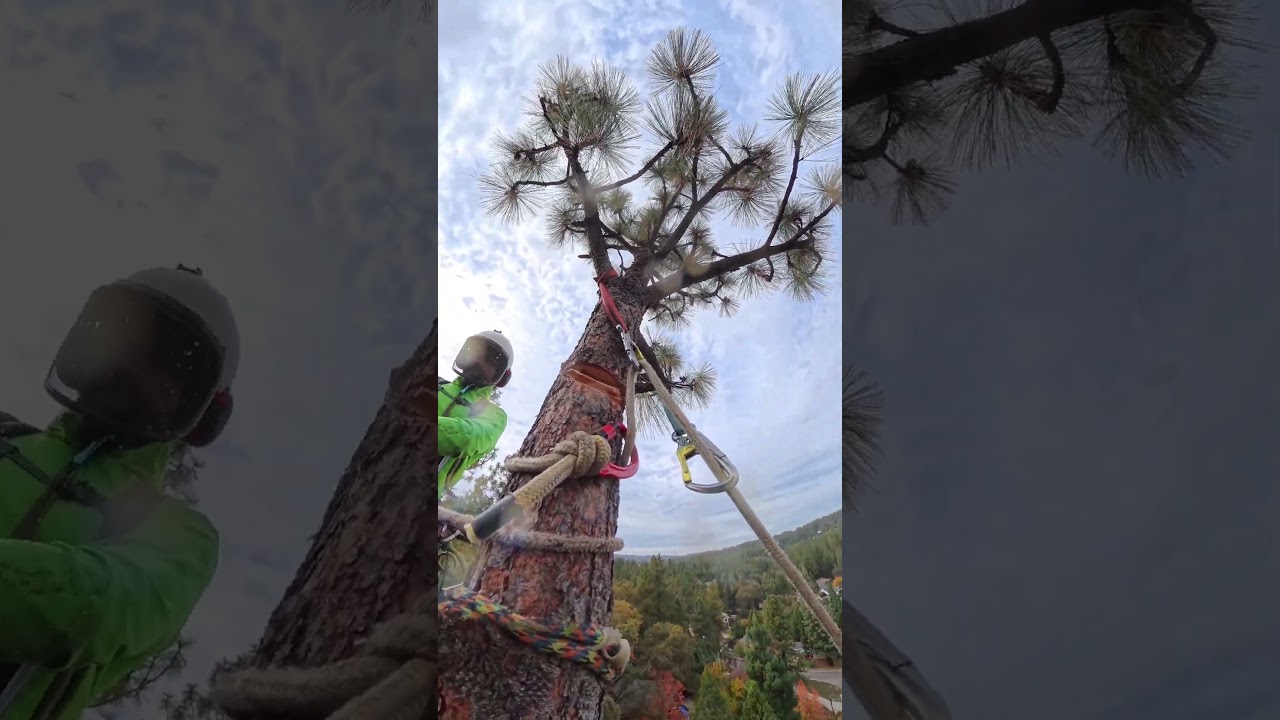 180’ pine speed-line the top of a tree. Fancy rigging.