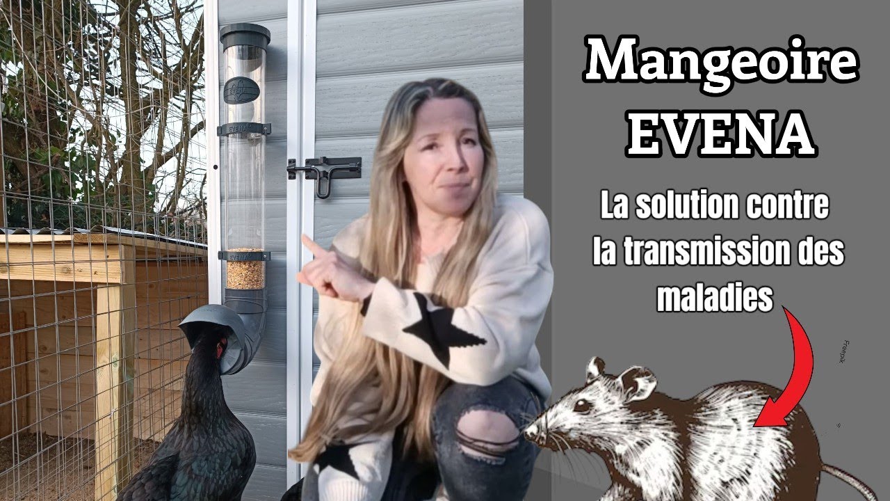 Mangeoire a poule ANTI NUISIBLE EVENA