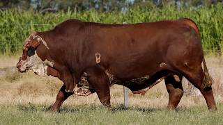 LOTE 3 - A1305