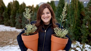 Creating Living Topiaries from Scratch & Making a Wreath Out of the Trimmings! 🌲✂️💚 // Garden Answer
