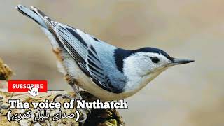 The voice of Nuthatch (صدای بلبل کمری)