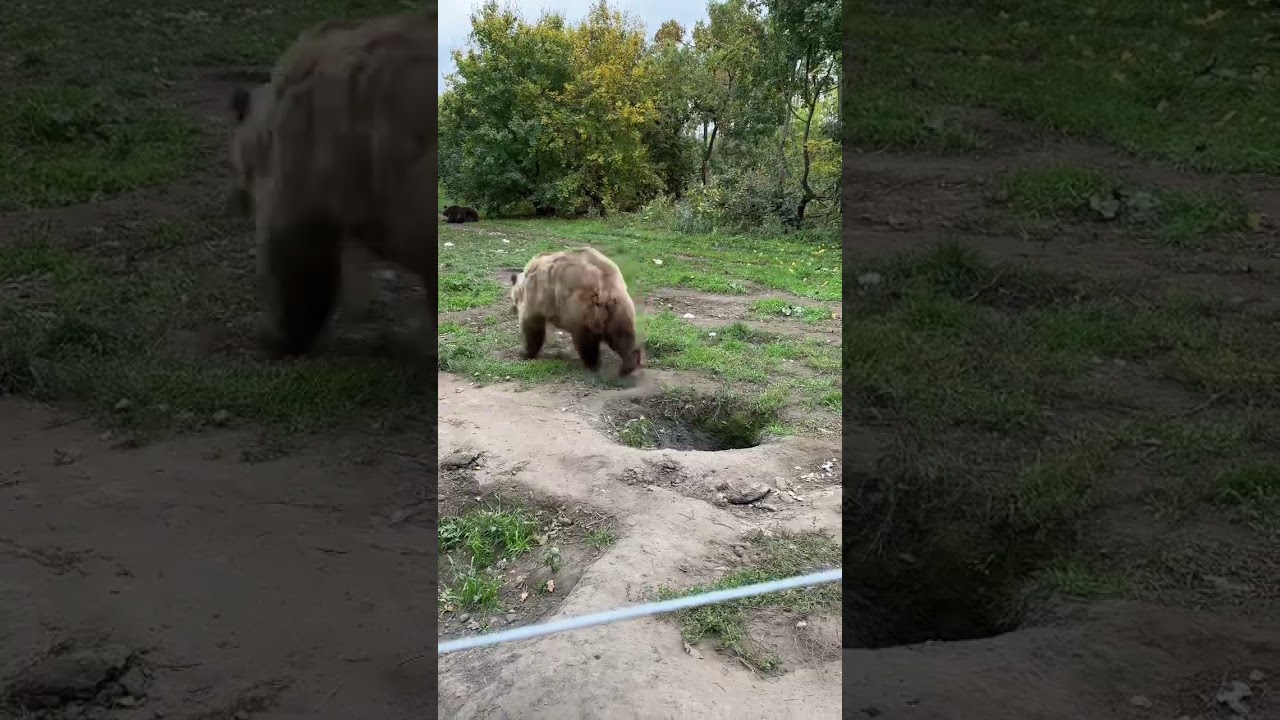 Watch I’m done! #bear #sanctuary on YouTube Watch I’m done! #bear #sanctuary on YouTube