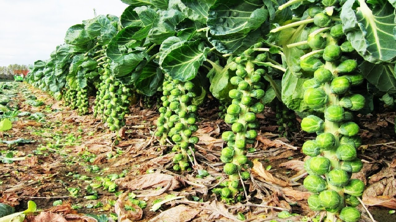 Awesome Tiny Cabbage Farm and Harvest Brussel Sprout Cultivation