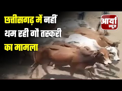 Chhatisgarh की बड़ी खबरे | छत्तीसगढ़ में नहीं थम रही गौ तस्करी का मामला | मौन बैठे है अधिकारी और नेता