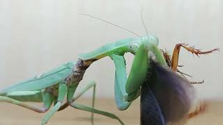 Life Cycle Of A Mantis