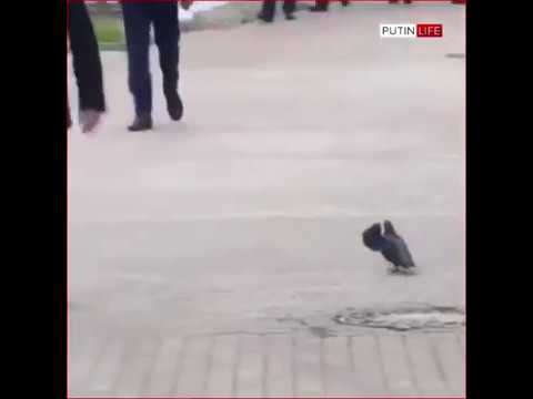 Secret service agent Russia The pegeon Bird saluting Putin Funny videos - Y...