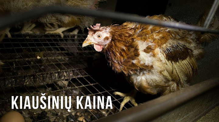 Kiaušinių kaina: tyrimas Lietuvos paukštynuose atskleidžia tiesą apie kiaušinių industriją