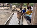 凄い瞬間をとらえたギャラ リー数百人は驚きと感激した 奈良公園 Nara Park deer 🦌 in japan 