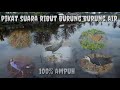 Suara Pikat Burung Burng Air Rawa Cocok Untuk Memanggil Semua Jenis Burung Rawa Burung Air Mp3 - Mp4 Download