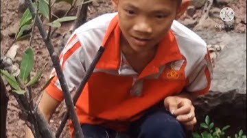 Hành Trình Đi tìm Và Đào Cây Cứt Chuột ( Cây Tùng Đen ) || Đài Van Vlogs