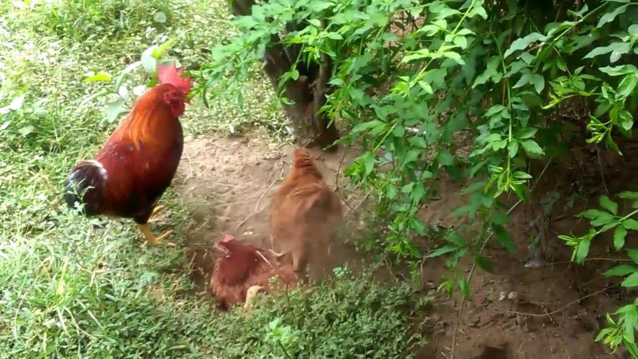 Protective rooster guards his chicken family YouTube