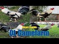 Lets see the breeding of DL Gamefarm