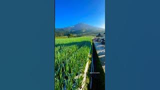 Wisata Terasering Sukomakmur #sukomakmur #sawah #morning #pagi #perkebunan #petani #magelang #desa