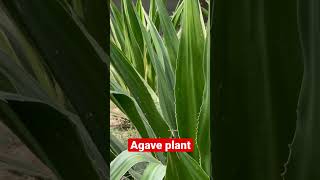 Agave Plants: Growing, Care And Use In the Landscape and Indoors #Shorts