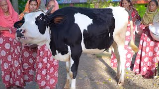 Full Cow Processing to Share Meat & Cooking Beef Curry  for Villagers - Qurbani Eid 2021 Celebration