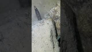 #catchthesea #fishing #rivercrab #beach #deepsea #nature #diving #fish #eel #crab