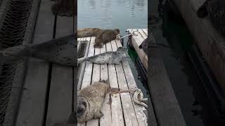 Adrian Goes For A Ride On The Lil Toot In Santa Barbara Ca.