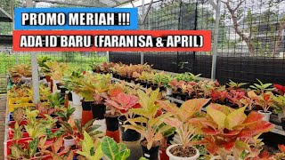 Banjir diskon aglaonema, ada id baru (Faranisa & April)