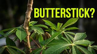 Growing Butterstick Cassava in a Pot for the First Time!