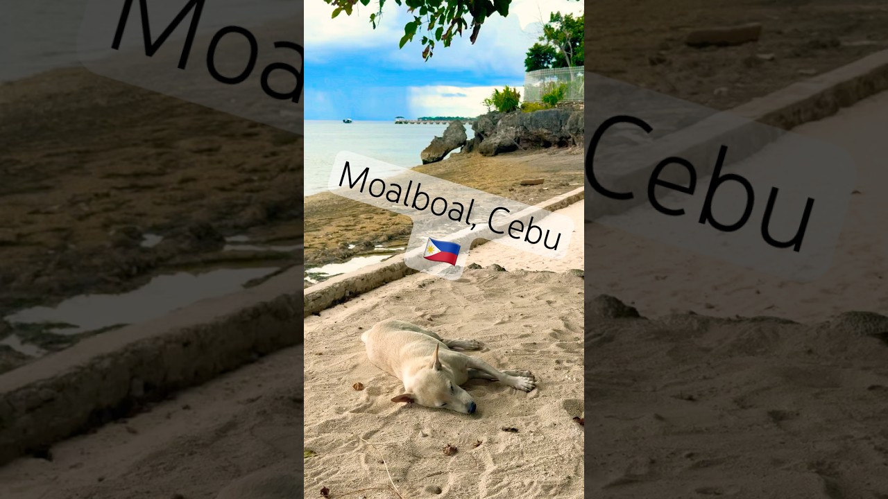 Foreigner visits MOALBOAL 🇵🇭 #cebu #beach #moalboal #tourist #philippines #viralshort #adventure