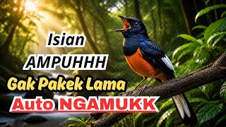 DENGARKAN SETIAP HARI! 🎵 Masteran Murai Batu untuk Melatih Variasi Suara dan Isian