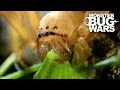 Badge Huntsman Spider Vs Spider Hunting Scorpion | MONSTER BUG WARS