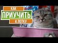 Как приучить кошку к лотку ✔️ Советы от garden zoo