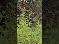 Wild Autumn Flowers 🌼🍂 | Peaceful Nature Garden #shorts