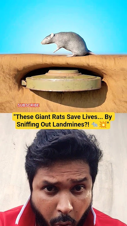 These Giant Rats Save Lives... By Sniffing Out Landmines?! 🐀💥 #HeroRats #UnbelievableFacts #shorts