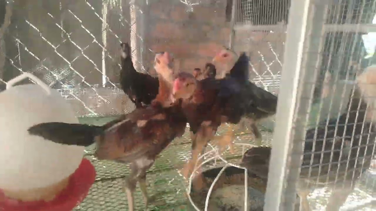 កូនបង្កាត់