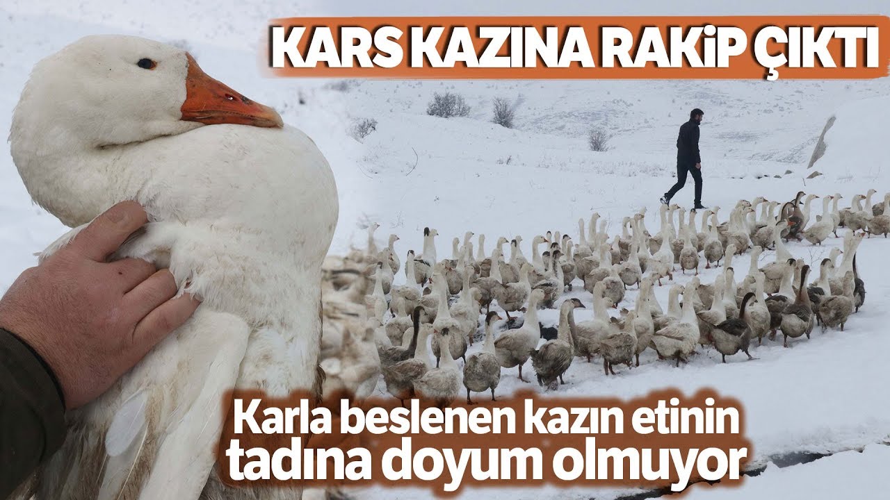 Güroymak Kazı, Kars Kazına Rakip Oldu