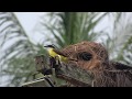 Birding Suriname 2017  part four