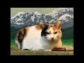 Would you like to spend Thursday night with our shelter cats?