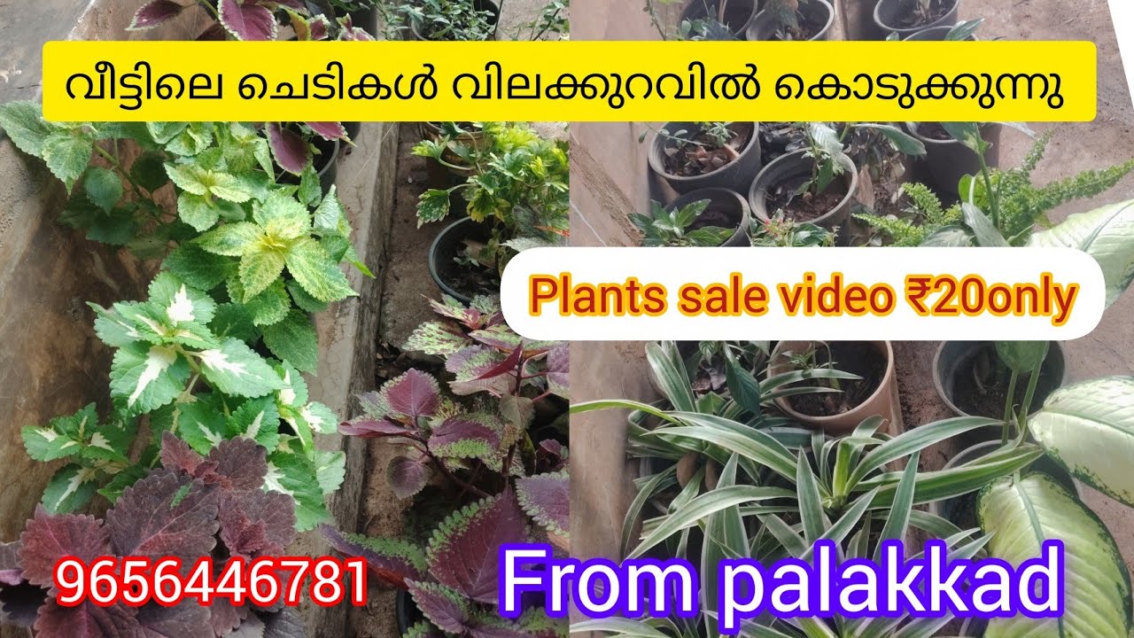 ചെടികൾ എല്ലാം 20രൂപക്ക്... Plants online sale video 