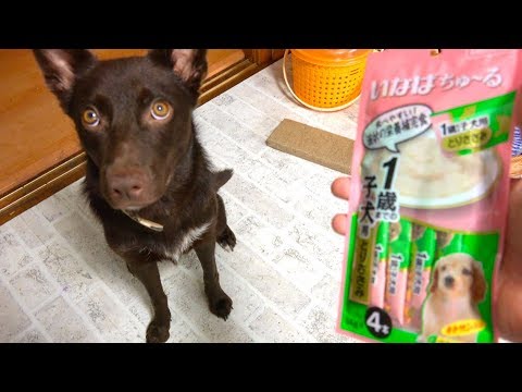 新商品で噂のチュールを子犬に与えてみたら凄すぎた。。