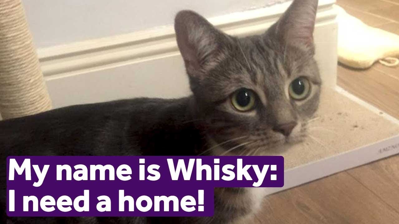 mayhew cats for adoption