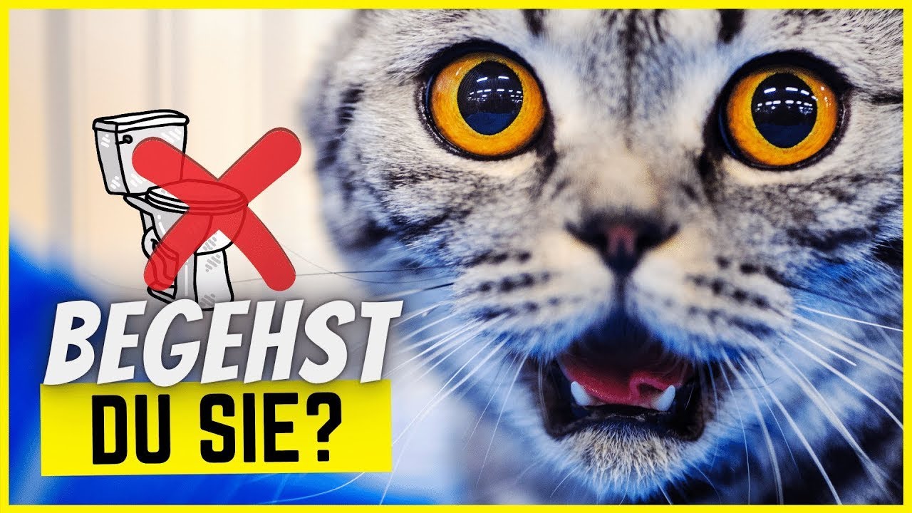 9 dumme Katzenklo-Fehler, die deine Mieze erschüttern!