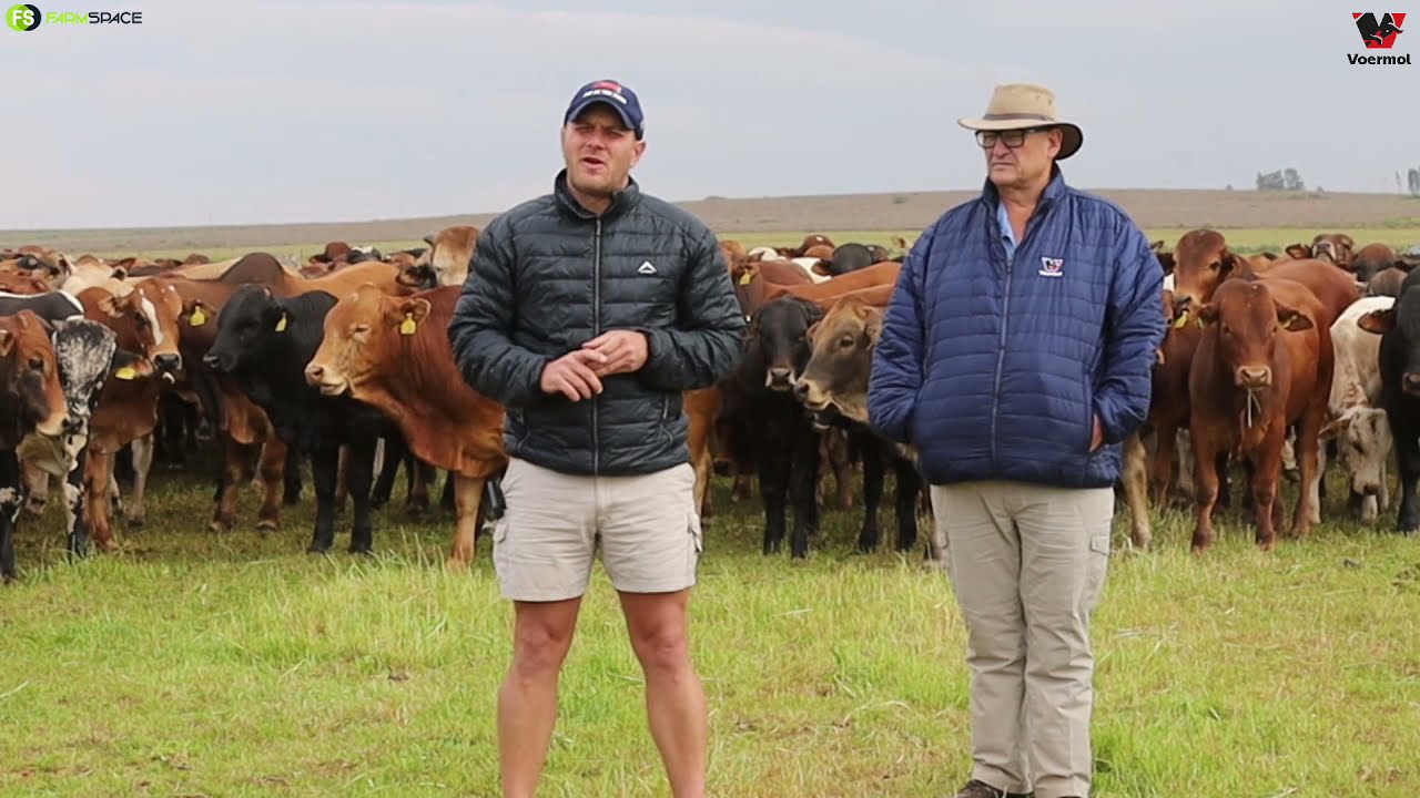 Jeremy talks about the importance of when to start Strip Grazing and your cattles' condition