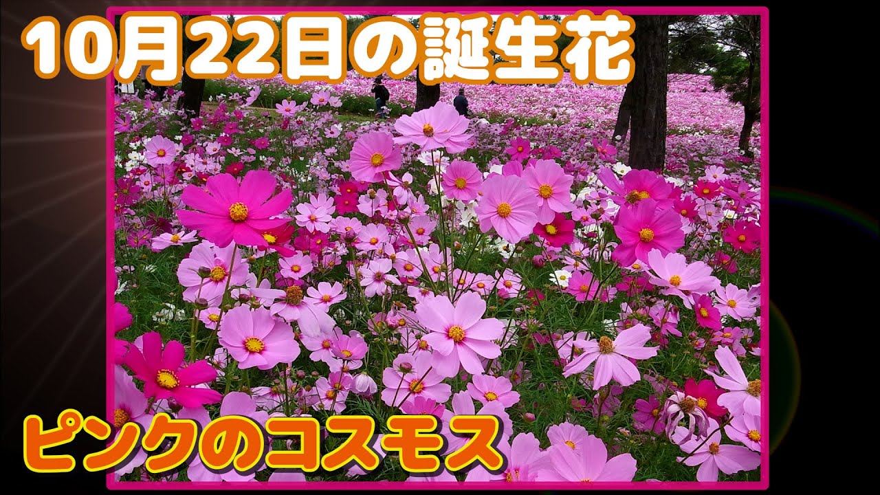 10月22日の誕生花 ピンクのコスモス どんな花 あなたに送る花言葉は Youtube